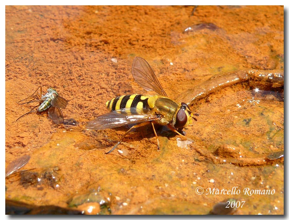 Syrphus ribesii : contrasto di colori